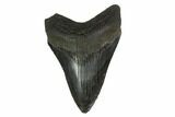 Fossil Megalodon Tooth - South Carolina #130793-1